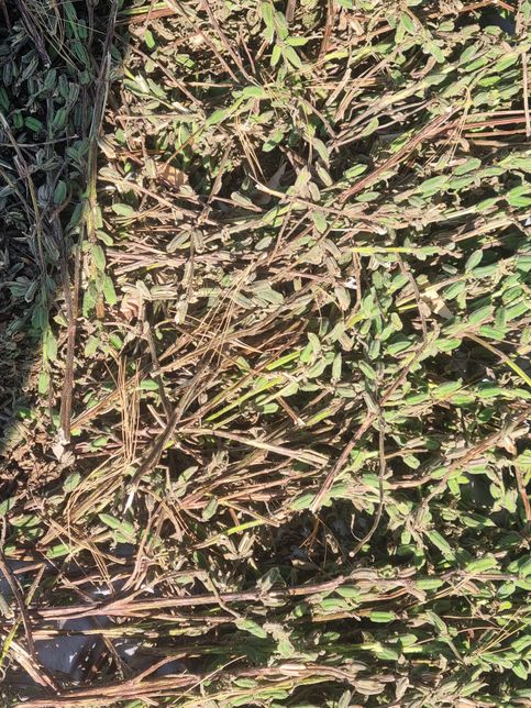 길을 가다가 무언가 말리고있는데 이게 뭔가요?의 0번 째 이미지