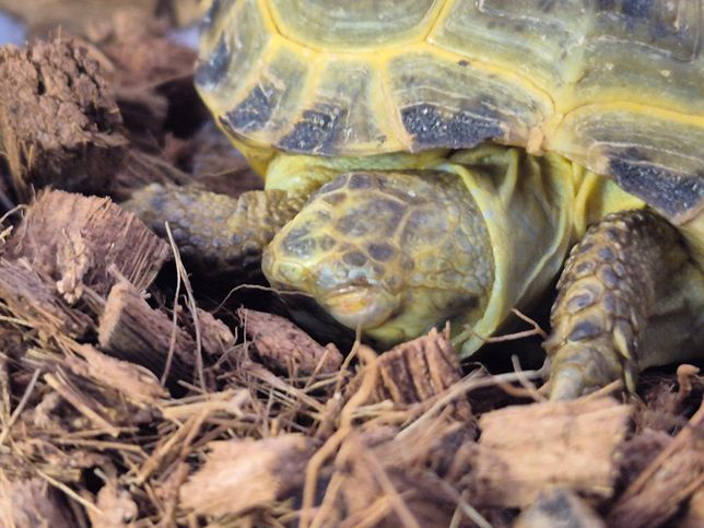 호스필드 육지거북이 눈병 나을까요?의 0번 째 이미지