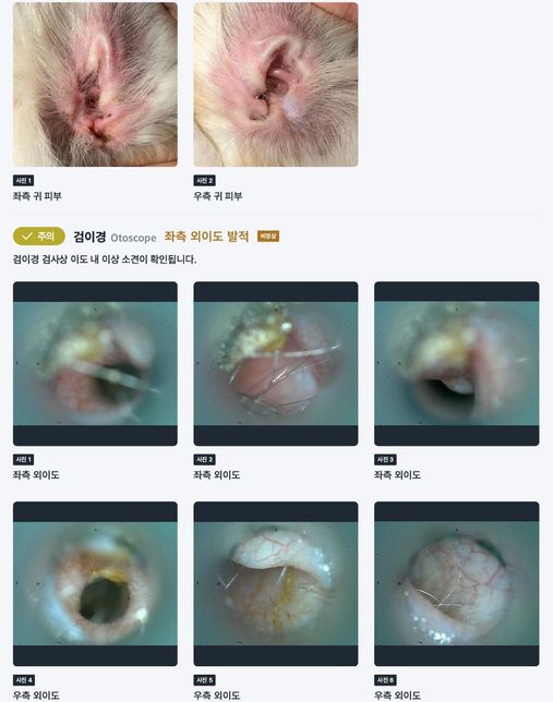 강아지 외이염 중이염 증상 차이 문의드립니다.의 0번 째 이미지