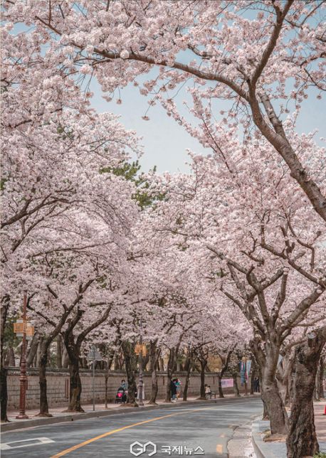 경주 벚꽃 보문호수 지금 가도 괜찮을까요?의 0번 째 이미지