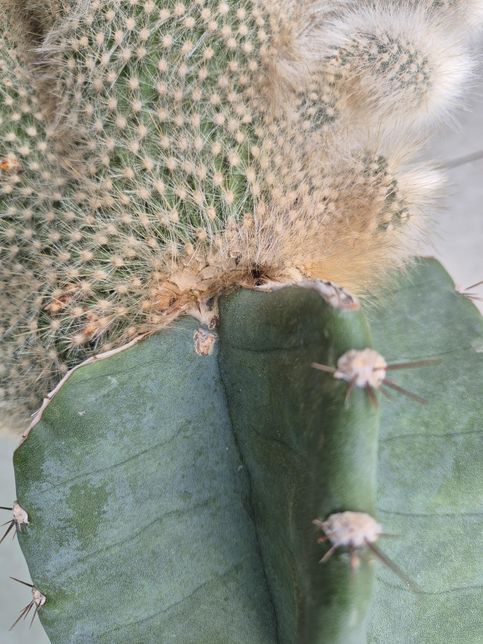 선인장 색깔이 점점 변해가고 있어요..왜그럴까요?의 1번 째 이미지