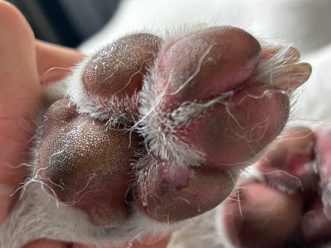 강아지 발패드 까졌는데 산책해도 되나요?의 1번 째 이미지