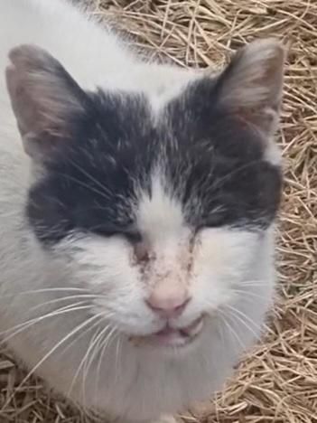 고양이 항생제 먹였는데도 아직 아파해요의 0번 째 이미지