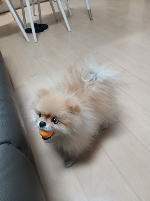 저희 집에서 키우는 포메라니안인데 포메라니안 맞나요?의 2번 째 이미지