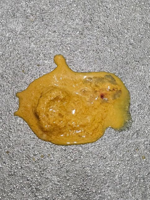 고양이가 똥 쌌는데 피가 묻어있습니다.의 0번 째 이미지