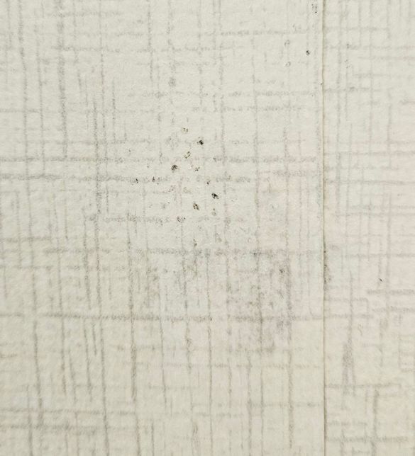 원룸곰팡이 원룸곰팡이 원룸곰팡이 원룸곰팡이의 0번 째 이미지