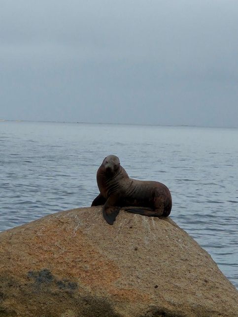 우리나라에는 왜 물개와 물범, 바다사자에 대한 연구자료가 여전히 부족해요?의 2번 째 이미지