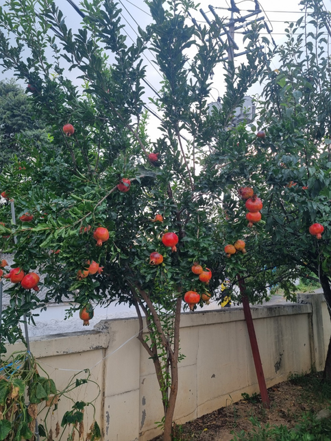 동네 앞을 지나가니 석류가 있어 한컥 찍었습니다. 가을은 석류의 계절이라 했던가요? 이 노래를 부른 서정적인 음색의 가수 정은숙씨의 근황은 어떤가요?보니,의 0번 째 이미지