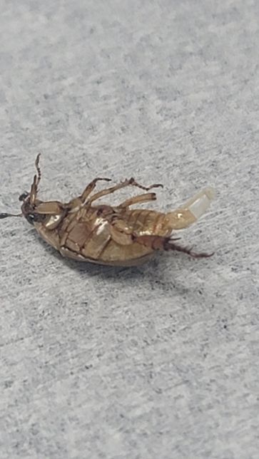 혐주의 이거 벌레이름이 궁금합니다. 위험한녀석인지궁금하네요의 0번 째 이미지