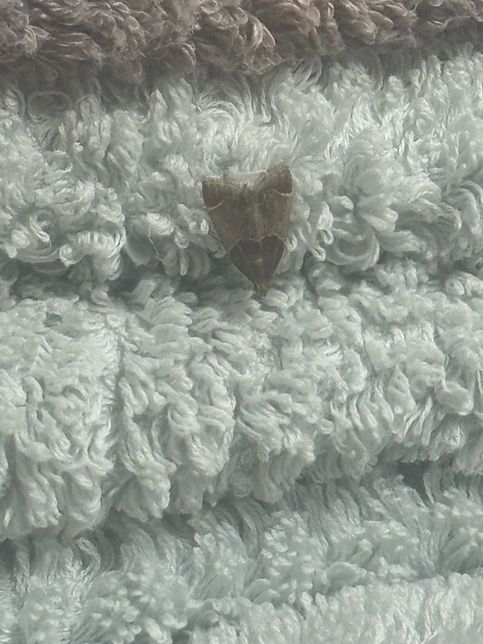 이거 무슨 벌래죠? 화장실에서 씻다가 발견했어요.의 0번 째 이미지