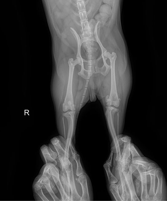 강아지 슬개골 탈구 엑스레이 봐주세요의 2번 째 이미지