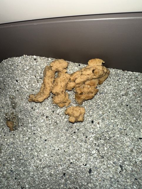 고양이 구토인지 변인지 모르겠어요.의 0번 째 이미지