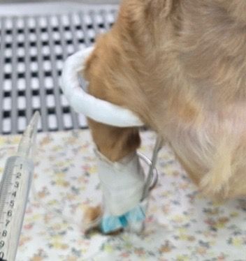 주사바늘자국인가요? 다른 기구에 눌린자국인가요?의 1번 째 이미지