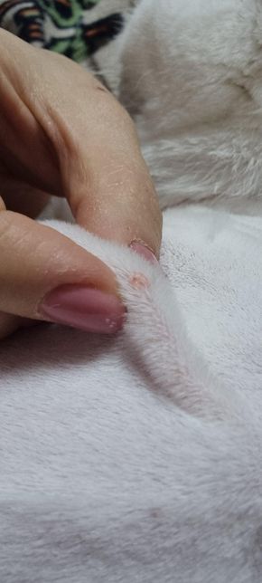 고양이 등에 뭐가 있어요. 알려주세요의 1번 째 이미지