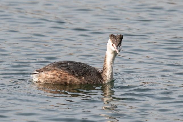 우리나라 겨울철새 중 흰죽지와 물닭, 뿔논병아리같이 작은 물새들만 왜 남쪽에 내려와요?의 2번 째 이미지