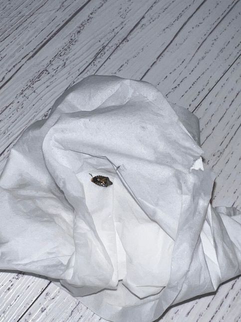 혹시 바퀴벌레 일까요? 알려주세요🥲의 0번 째 이미지