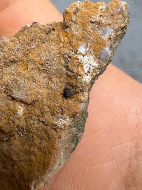 곤충? 거미? 종류 좀 알려주실 분!!의 1번 째 이미지