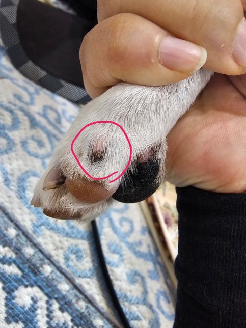 강아지 뒷발에 뭐가났는데 병원가야할까요?의 0번 째 이미지