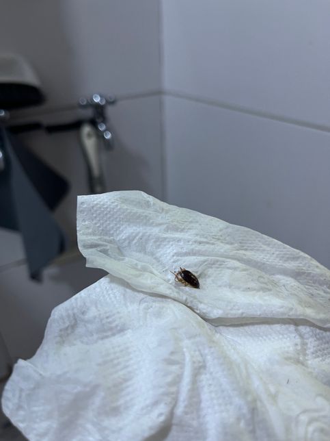 사진 속 이 벌레 이름 알 수 있을까요??의 2번 째 이미지