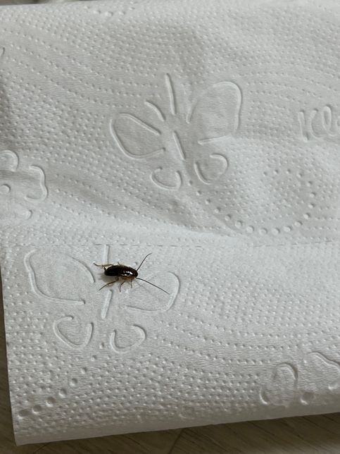 이거 혹시 바퀴벌레 새끼인가요...?의 1번 째 이미지