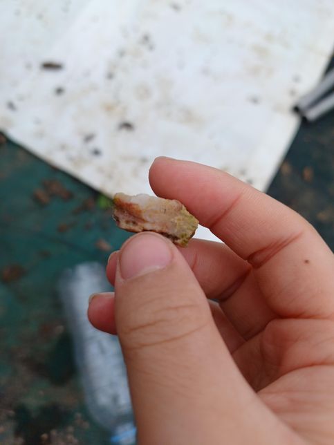 할머니 밭에서 이상하고 예쁜 돌을 주웠어요의 1번 째 이미지