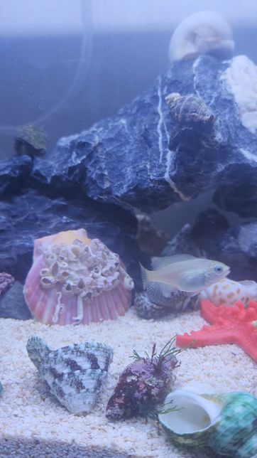 물고기종류알려주세요궁금합니다^^의 0번 째 이미지