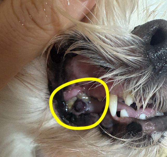 강아지 잇몸에 검은 혹같은게 났어요 뭘까요?...의 1번 째 이미지