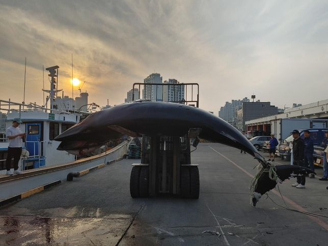 울산 앞바다에 고래는 왜 그물에 걸려서 죽은채 모습을 드러내도 서식지 확보에 신경을 쓰지 않나요?의 0번 째 이미지