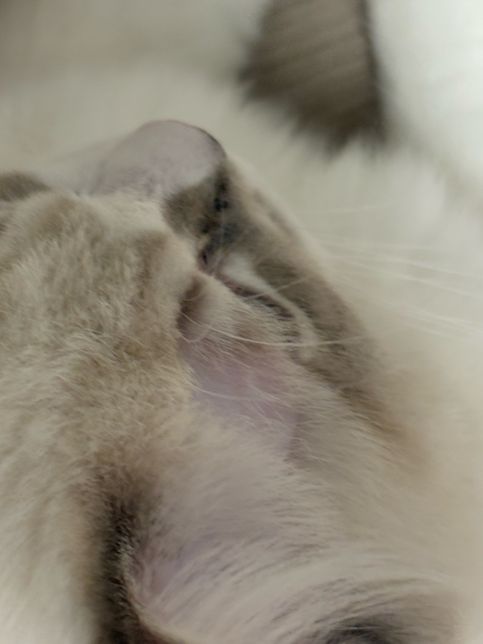 고양이 귀 뒤쪽, 이마 털 빠지는 이유 알려주세요.. 아픈걸까요?의 3번 째 이미지