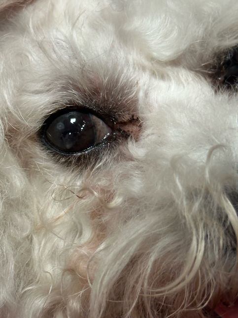 강아지 눈에 이물질 같은거 백내장인가요?의 2번 째 이미지