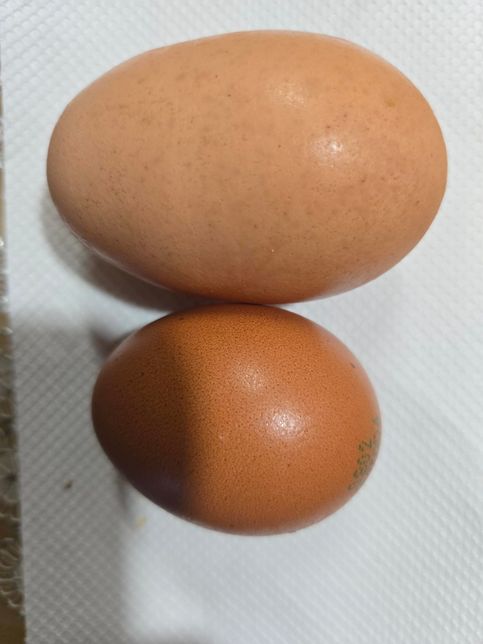계란중 제일 큰 왕란인데요 신선도가 떨어져요의 0번 째 이미지