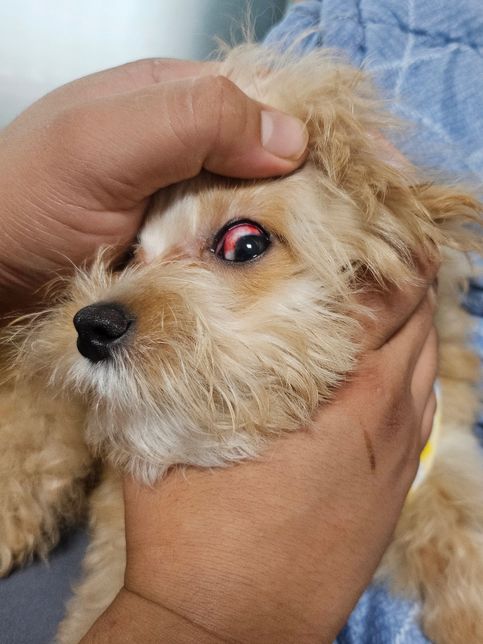 강아지 목욕후 눈충혈 괜찮은걸까요ㅠ사진있어요의 0번 째 이미지