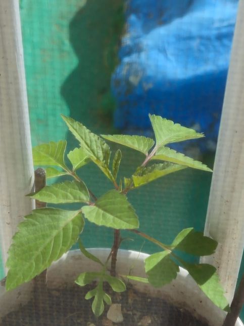 식물 이름 알려주시면 감사하겠습니당..의 0번 째 이미지