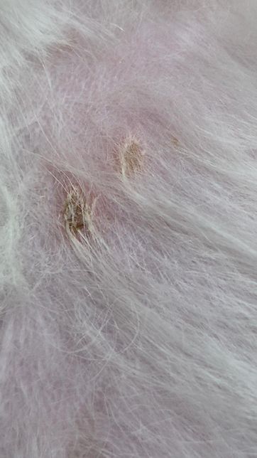강아지 피부에 문제를 발견했는데 이게 무슨 상처인가요?의 0번 째 이미지