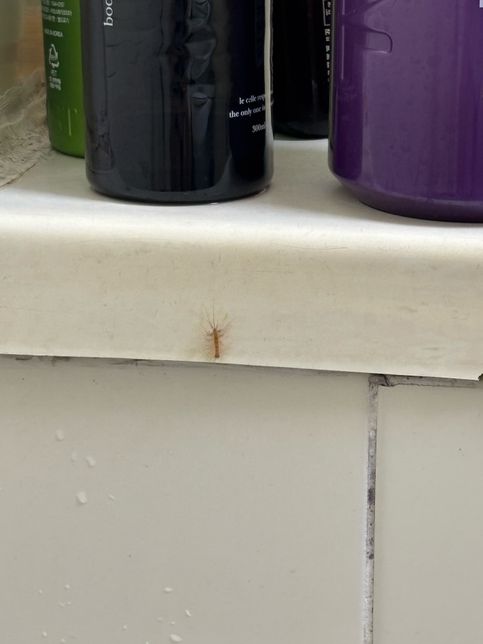 혹시 저거 그리마인가요? 그리마가 맞다면 먹이가 바퀴인가요…?의 0번 째 이미지