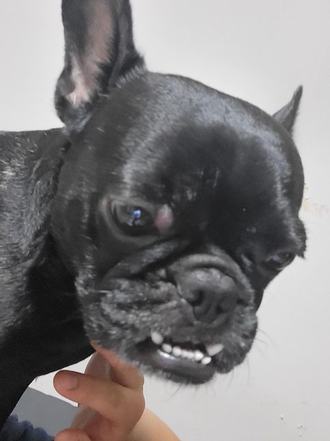 방금 강아지 산책 다녀온후. 눈옆에 여드름 같은게 생겼어요의 1번 째 이미지