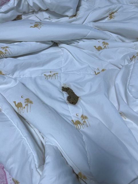 강아지가 토를 했는데 원인이 뭘까요?의 0번 째 이미지