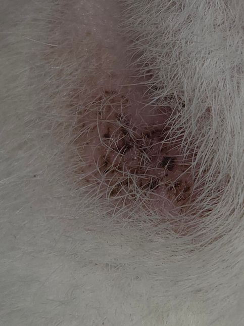 고양이 입주변에 뭐가 나서 병원에 다녀왔는데요..의 0번 째 이미지