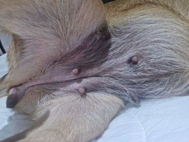 강아지 배가 까만데 노화때문인가요?의 1번 째 이미지