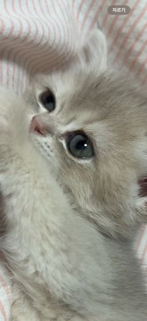 아기고양이 턱 털 빠짐 및 코 옆 까맣게 변함의 0번 째 이미지