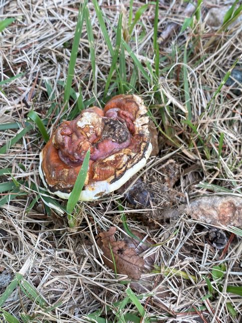 사진 속 버섯이 어떤 버섯인지 알려 주세요! 🍄‍🟫의 0번 째 이미지