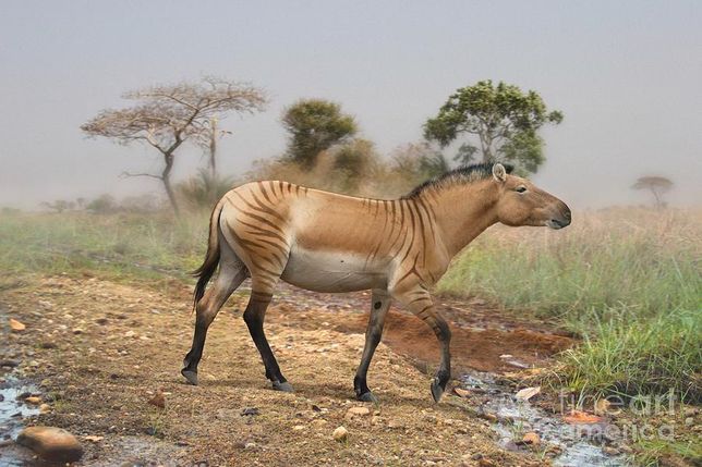 몸집이 큰 고대말 히파리온(Hipparion)은 왜 선사시대 때 살았던 말 중에서 널리 알려질 만큼 화석이 많이 발견되었나요?의 0번 째 이미지
