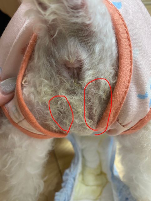 강아지 방광결석 후 이곳에 피멍(?)이의 0번 째 이미지