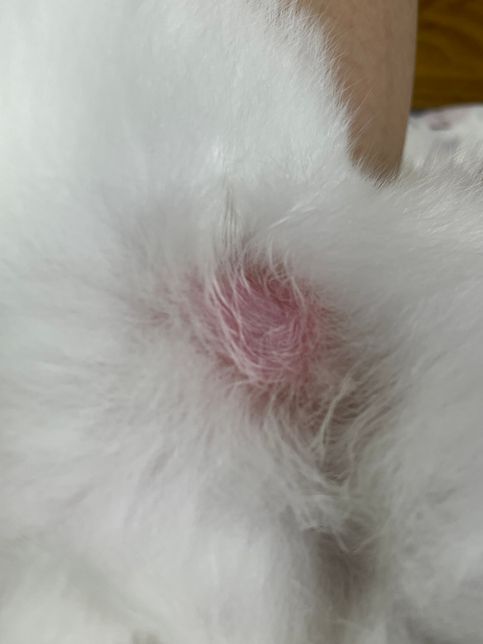 고양이 배 부분 흔적 왜 이러는 걸까요..?의 0번 째 이미지