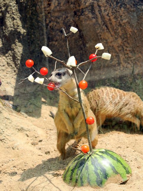 서울대공원 동물원에서는 국내산 무와 배추, 호박을 넘어 왜 칡과 나물도 캐고 대나무도 베어서 동물들 먹이로 제공하나요?의 3번 째 이미지