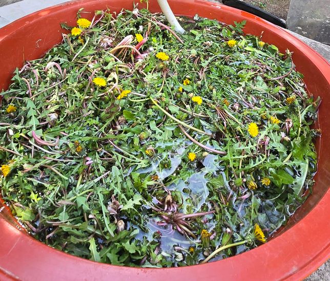 꽃핀민들레 짱아지.효소 중 어떤게 더 적합할까요?의 0번 째 이미지