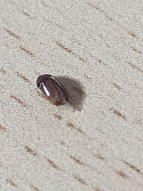 가끔씩 집에 기어다니는게 보이는 벌레인데의 0번 째 이미지