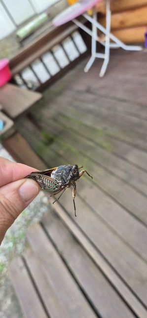 사람에게 나라와서 부딪친 매미가 있는데 종류가 뭘까요?의 0번 째 이미지