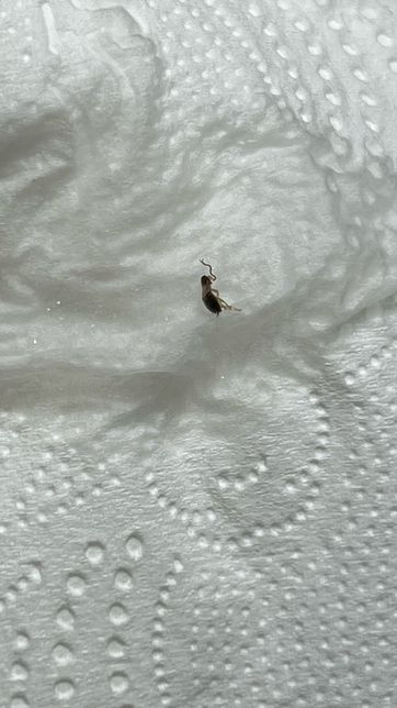 이거 바퀴벌레 새끼인가요….ㅠㅠㅠ의 1번 째 이미지