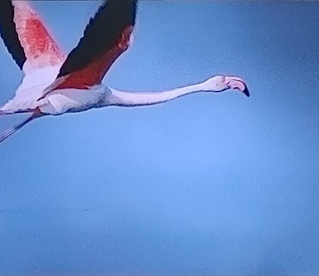 홍학은 왜 다른 동물들이 살기 힘든 탁한 물에서도 잘 견디나요?의 2번 째 이미지